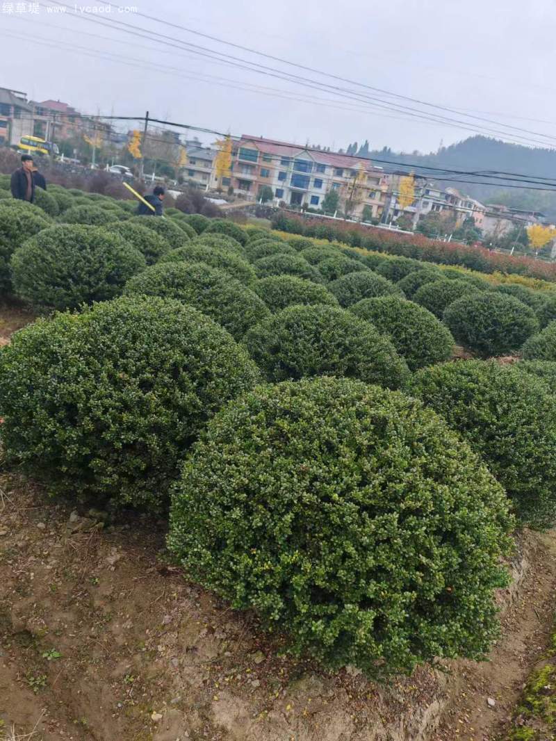 龜甲冬青球 龜甲冬青球