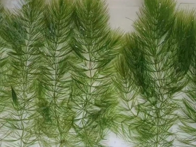 金魚(yú)藻水生植物沉水植物水草