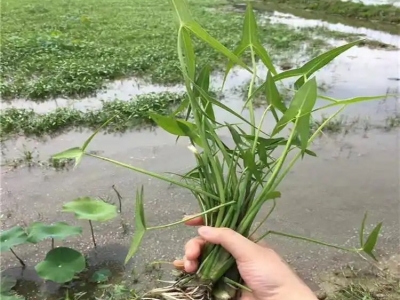 慈菇