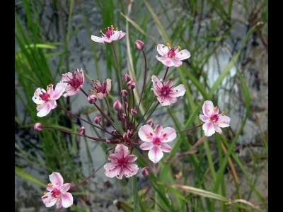 花藺