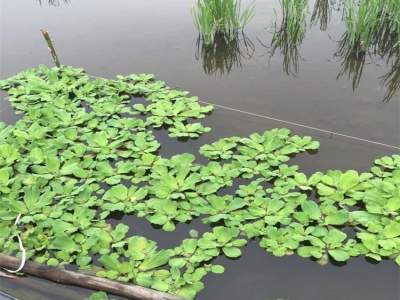 水芙蓉