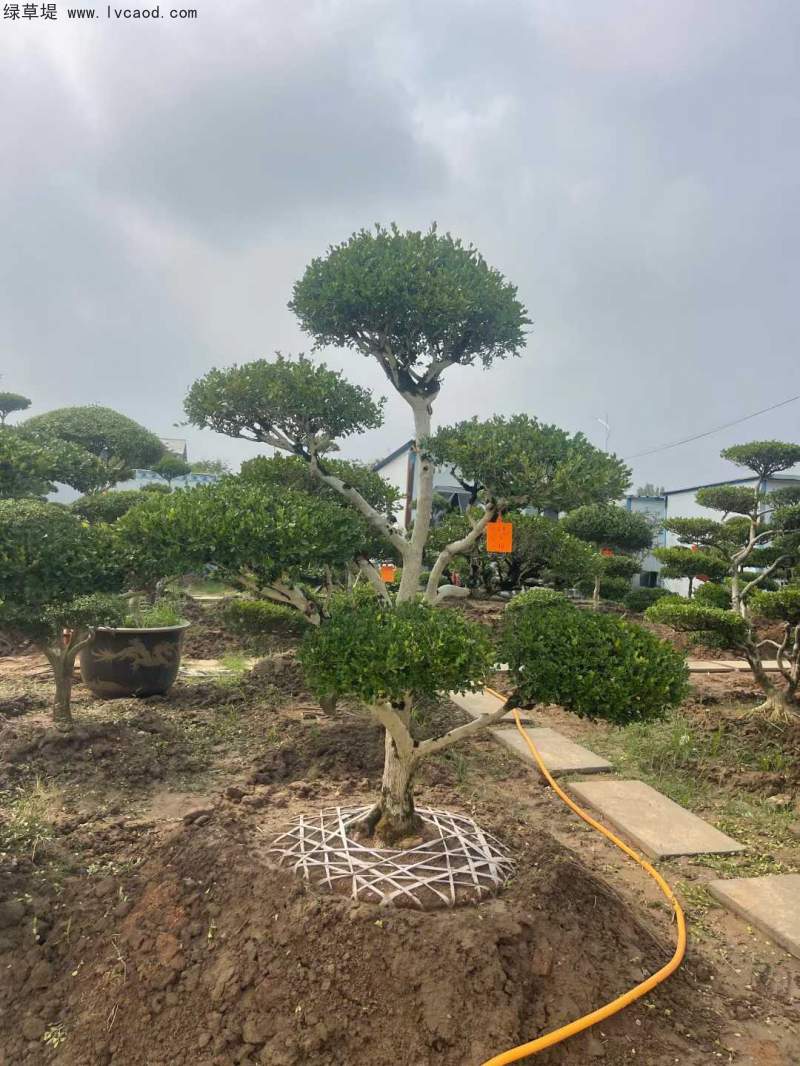 造型黃楊盆景