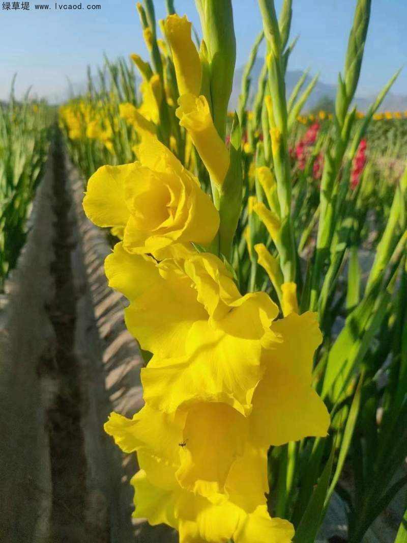 黃色唐菖蒲