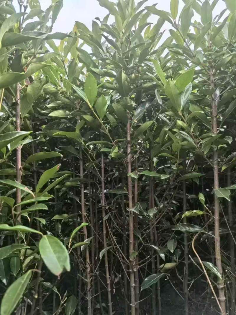 法青法國(guó)冬青