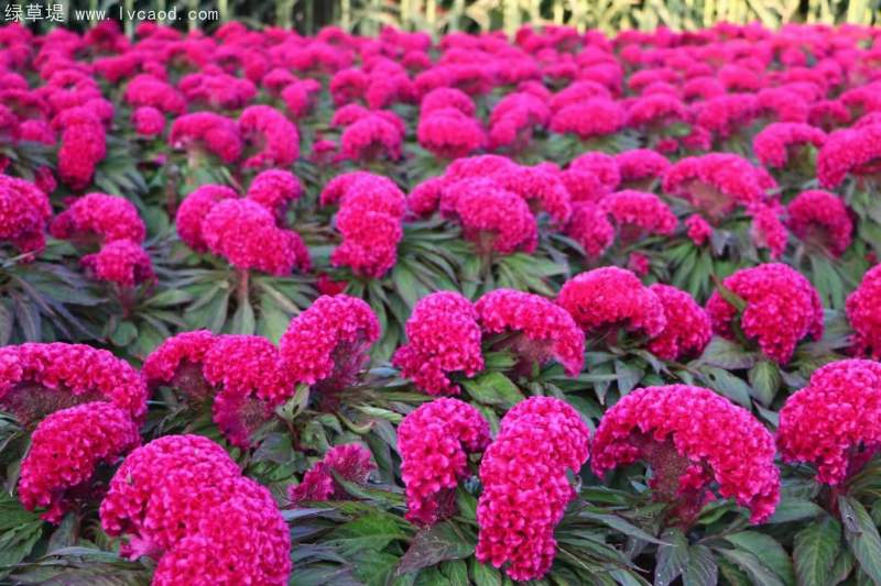 雞冠花 雞冠花