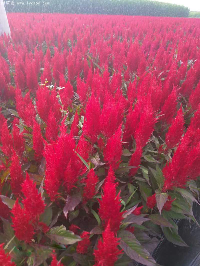 雞冠花 雞冠花