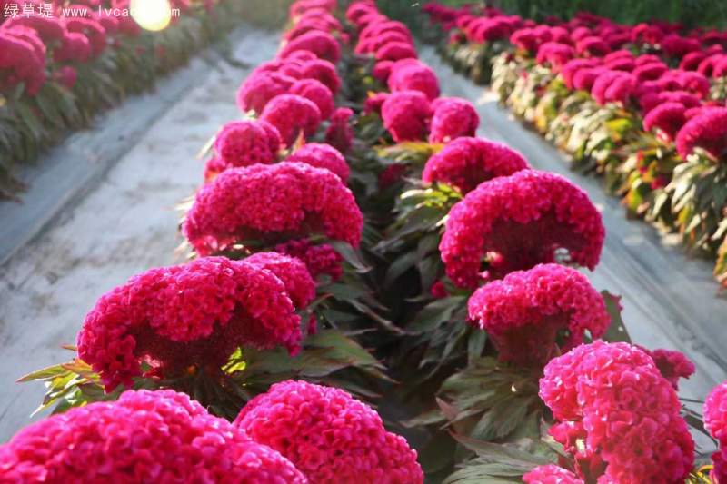 雞冠花 雞冠花
