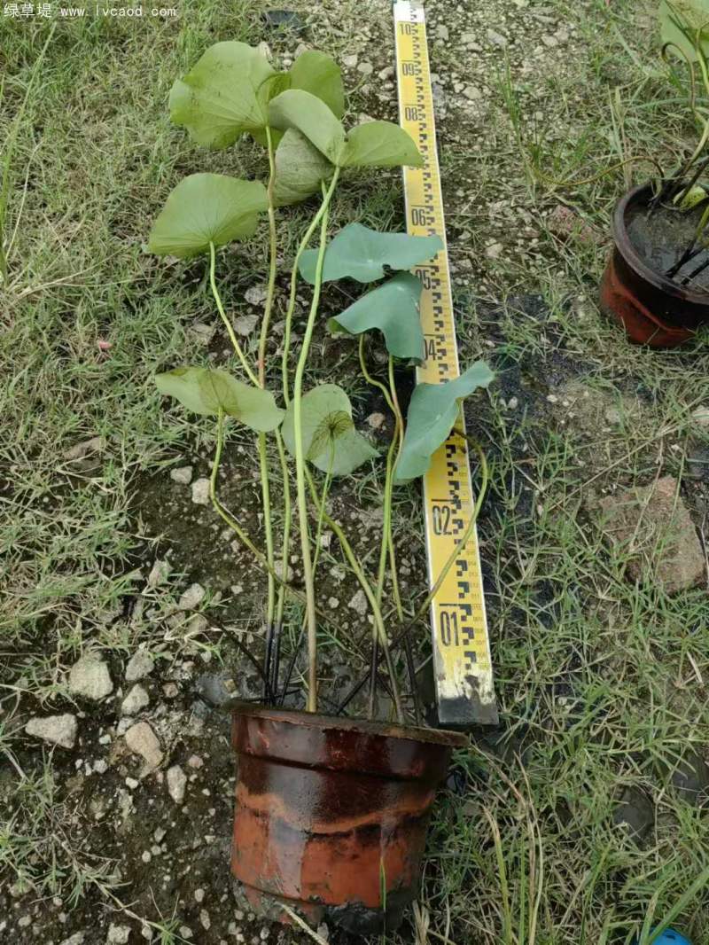 荷花苗荷花盆栽 荷花苗荷花盆栽