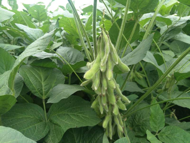 黑豆植株豆苗