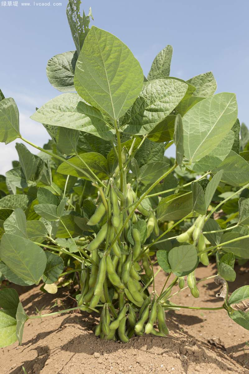黑豆植株豆苗