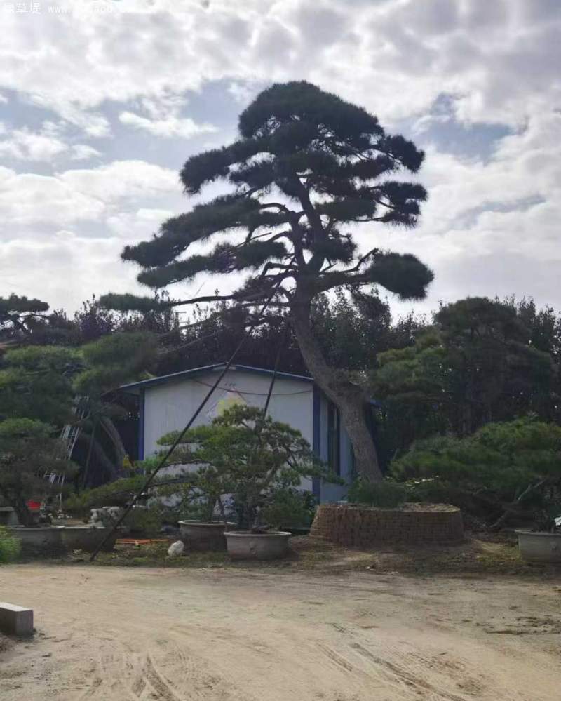 黑松
