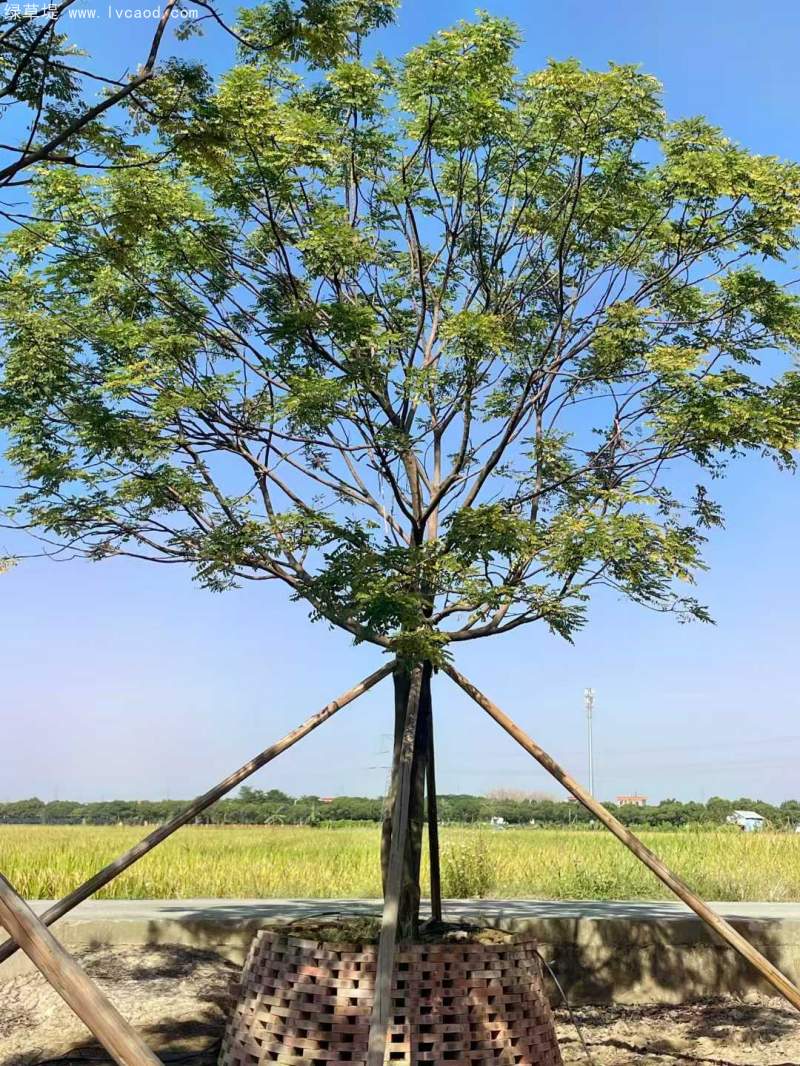 紅豆樹(shù)