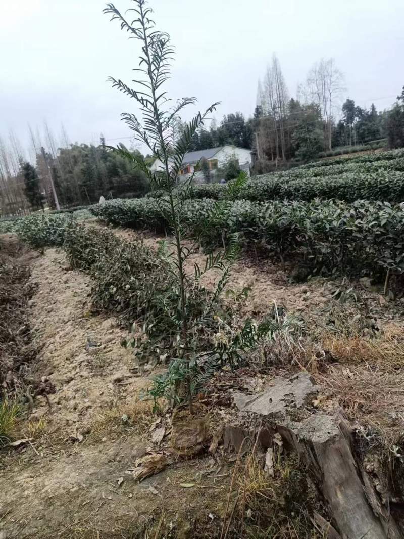 紅豆杉樹苗