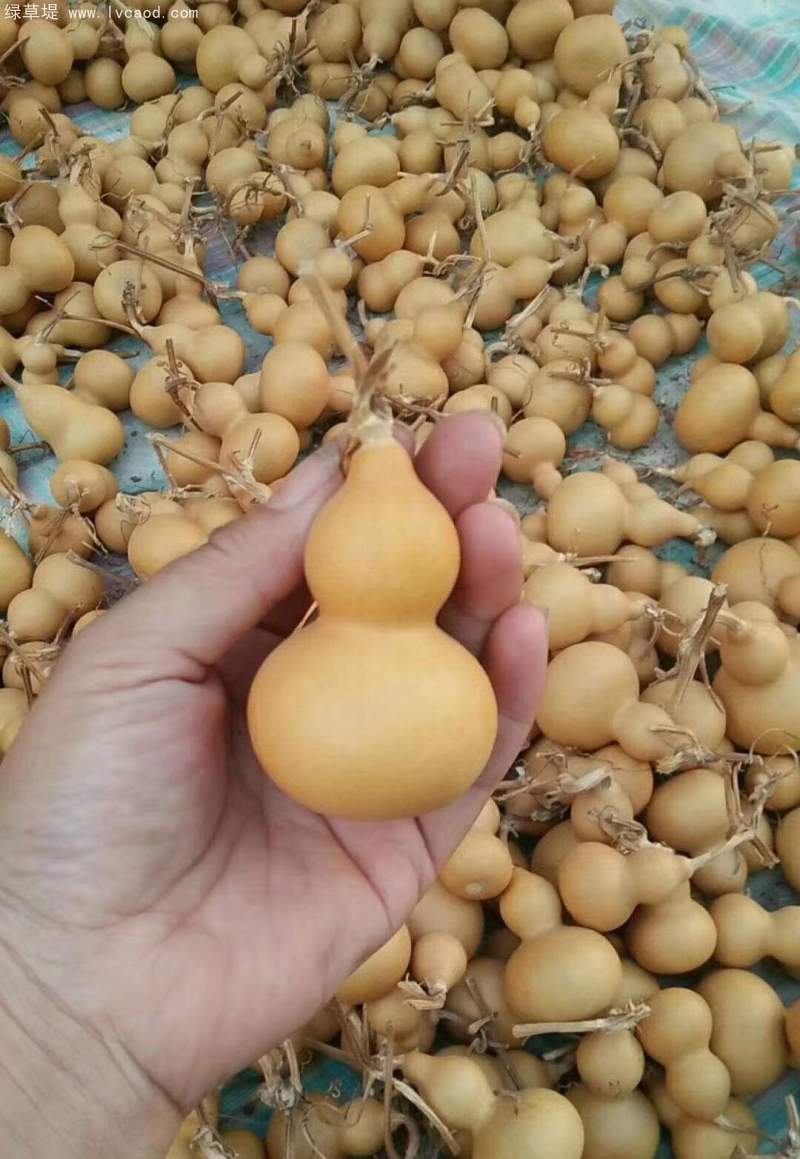 葫蘆種子