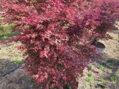 紅楓盆景