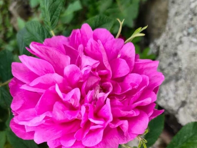 玫瑰花