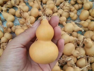 葫蘆種子
