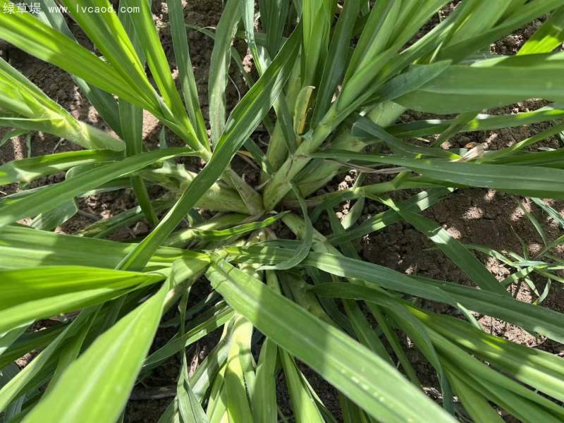 皇竹草種節(jié)種植20天 皇竹草種節(jié)種植20天