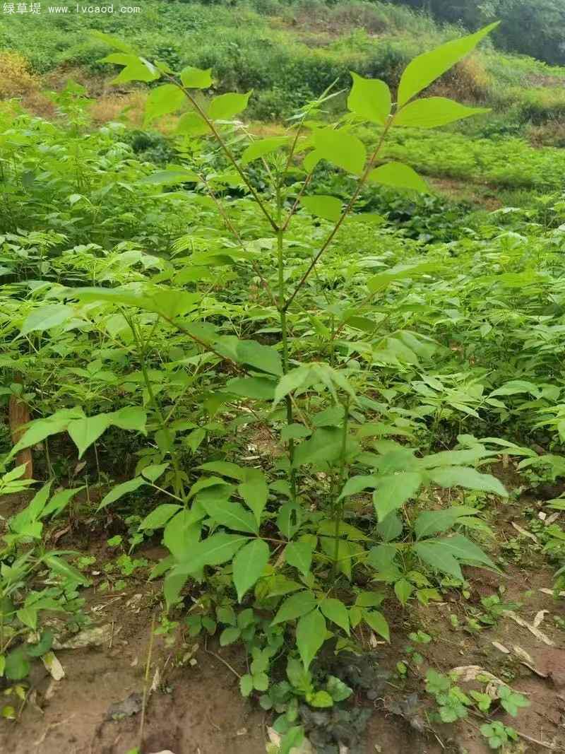 黃柏樹苗小苗