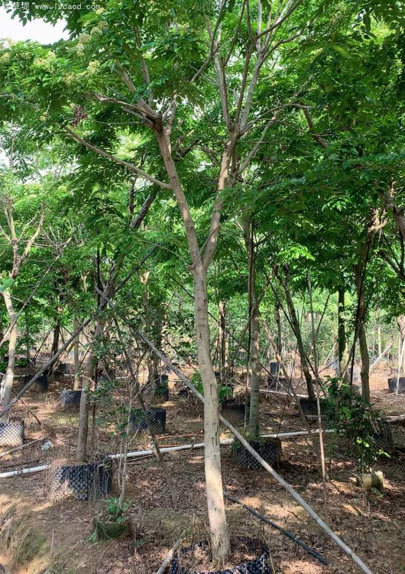 黃花梨樹苗