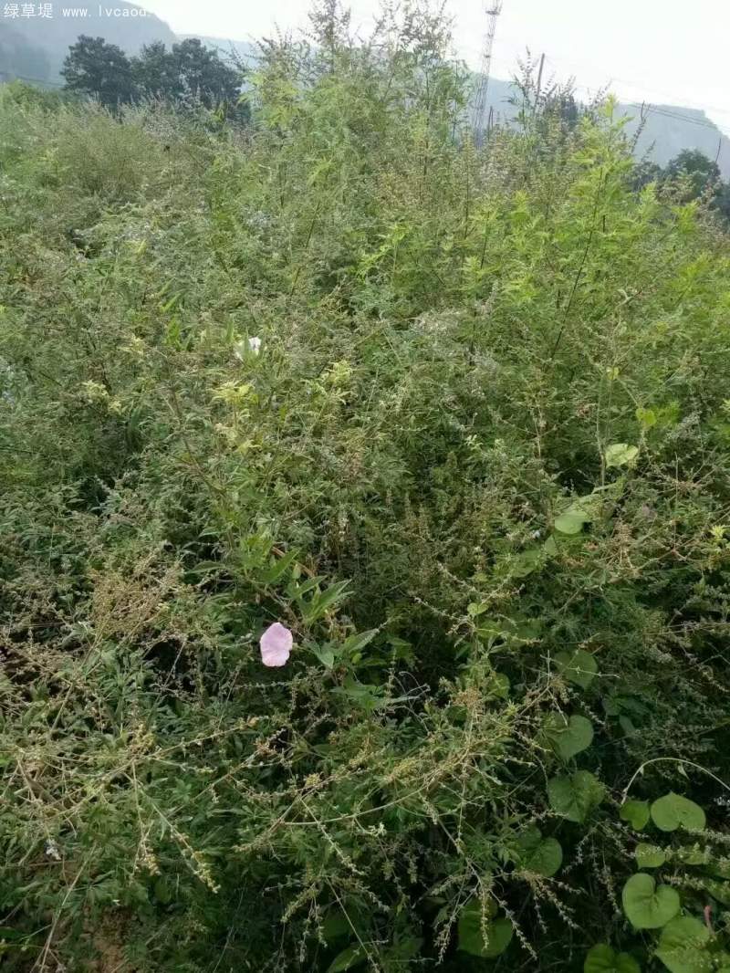 黃荊種子