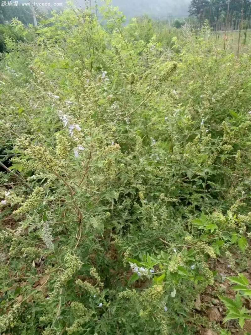 黃荊種子