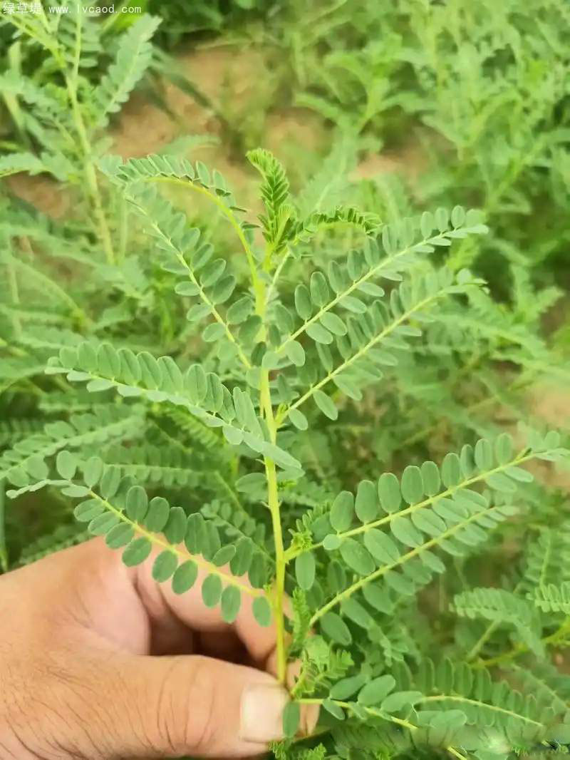 黃芪葉子 黃芪葉子