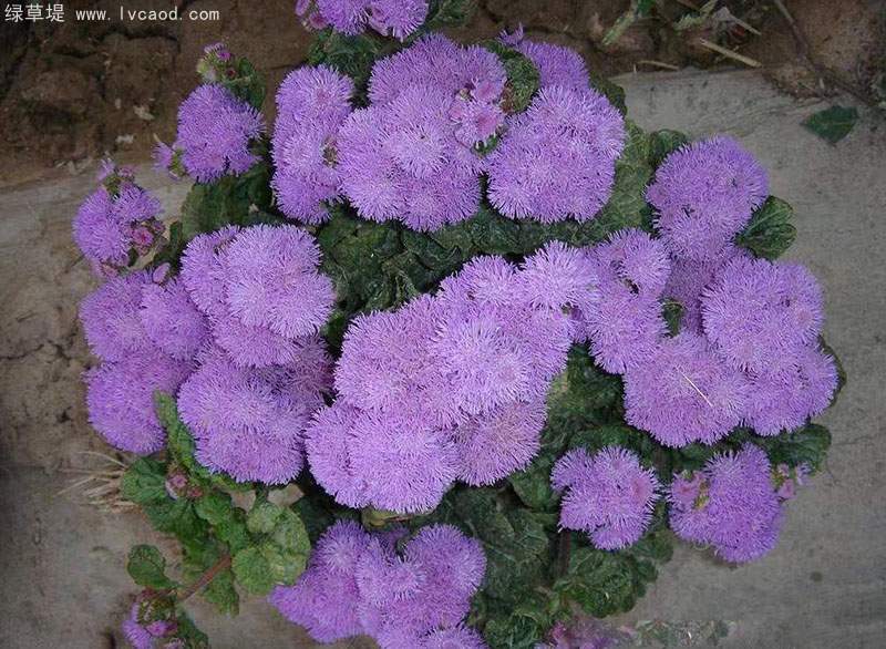 藿香薊