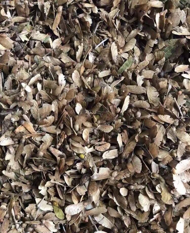 雞爪槭種子