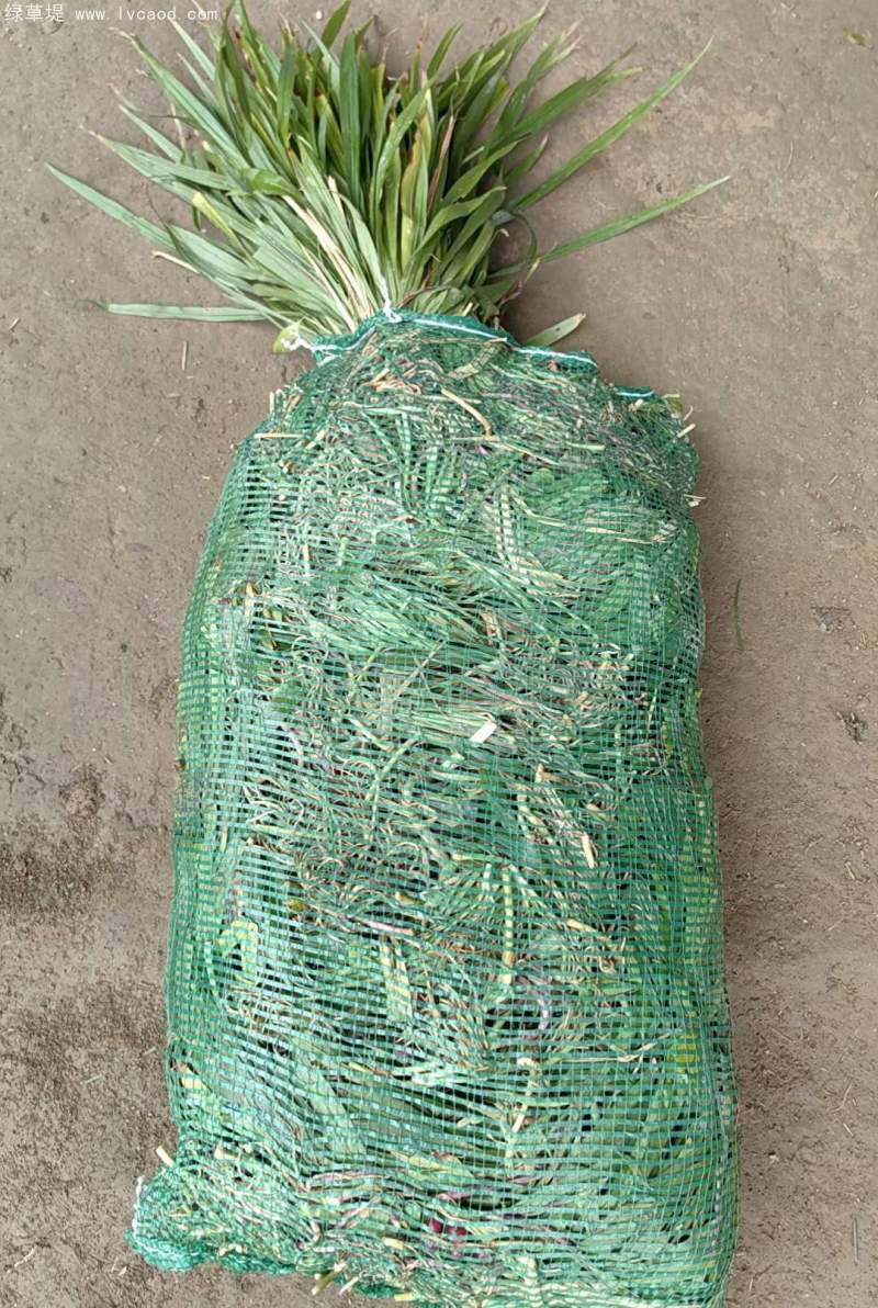 吉祥草 吉祥草