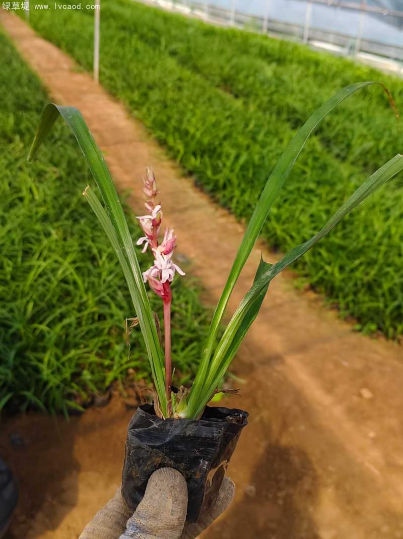 吉祥草 吉祥草
