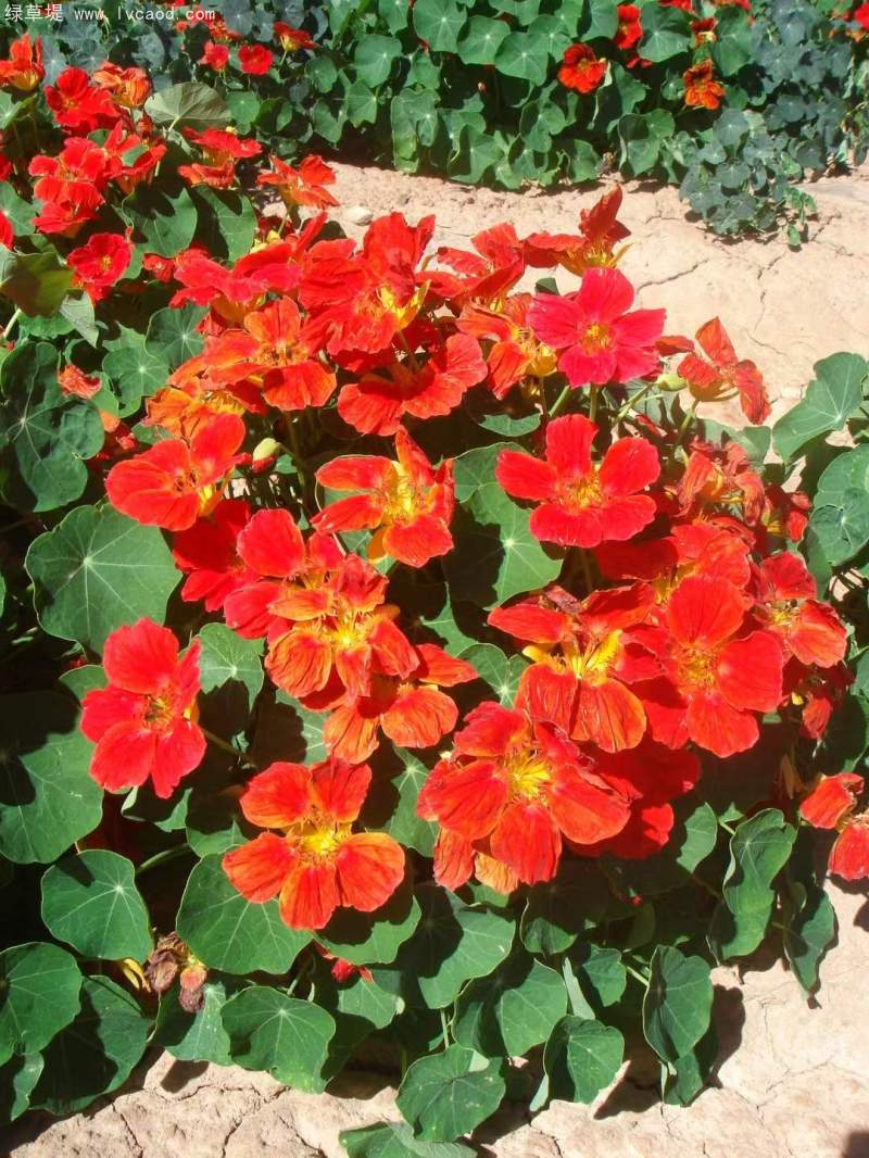 金蓮花