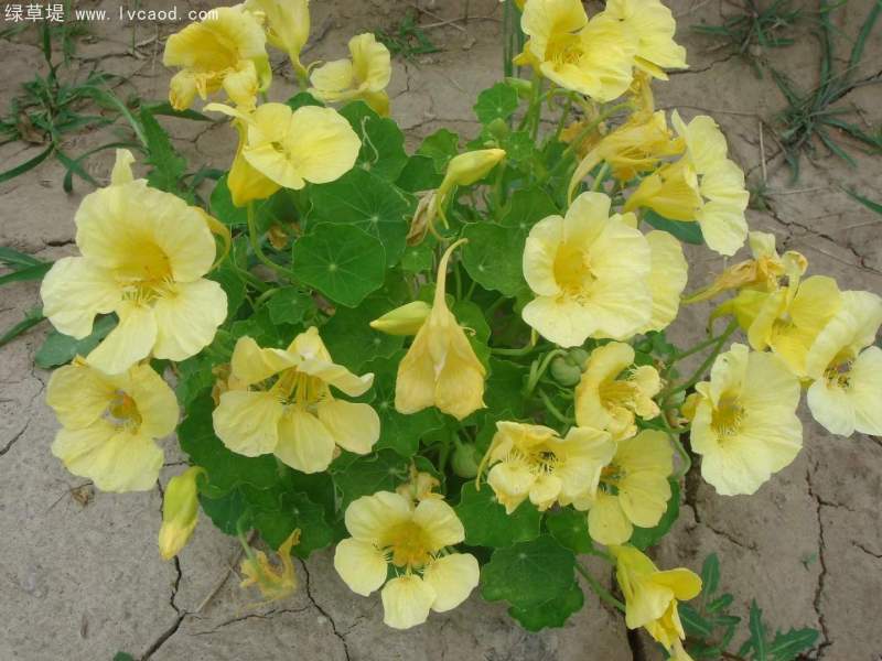 金蓮花