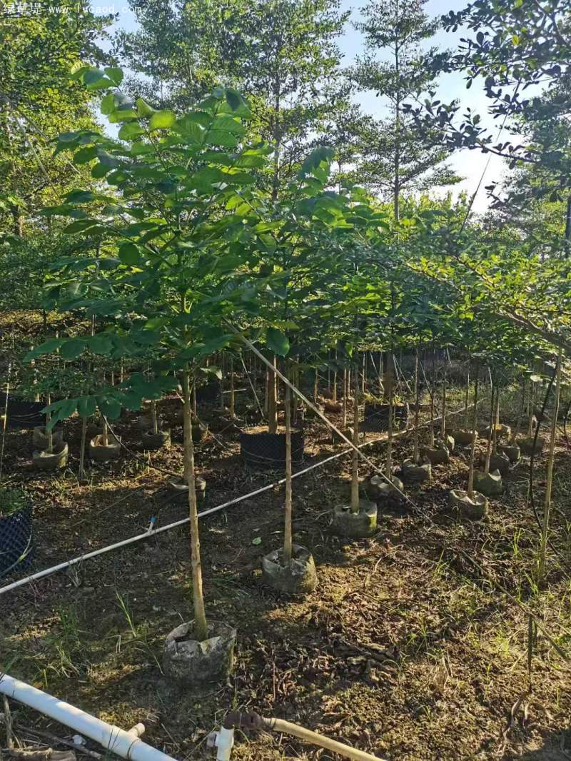火焰木樹苗