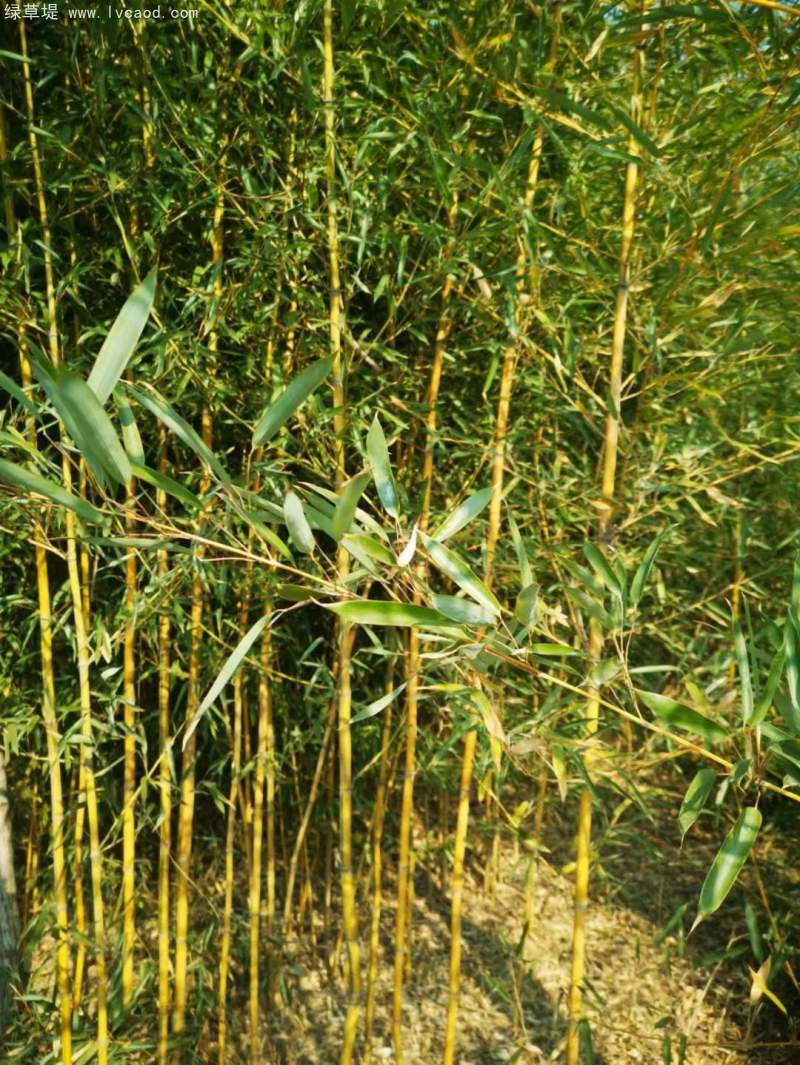 剛竹竹子竹苗