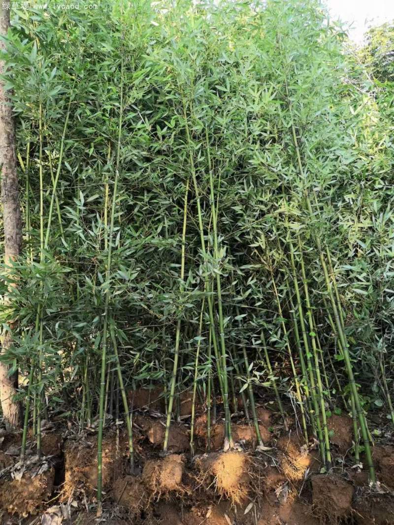 剛竹竹子竹苗