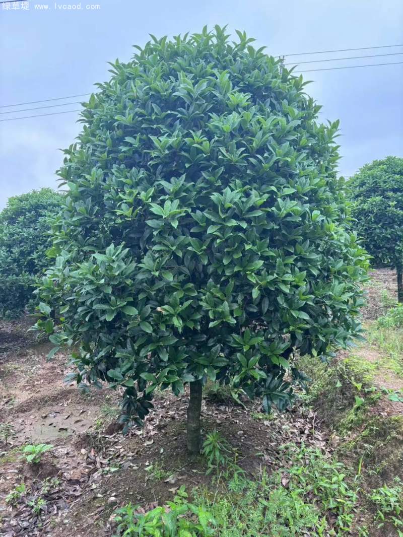 桂花樹