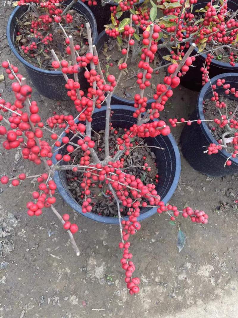紅果冬青