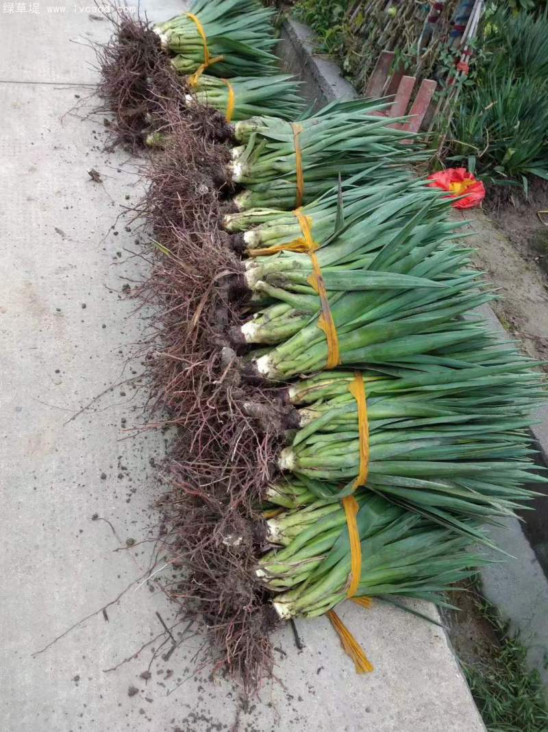 劍麻