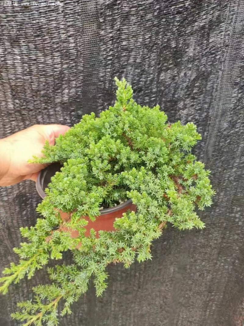珍珠柏
