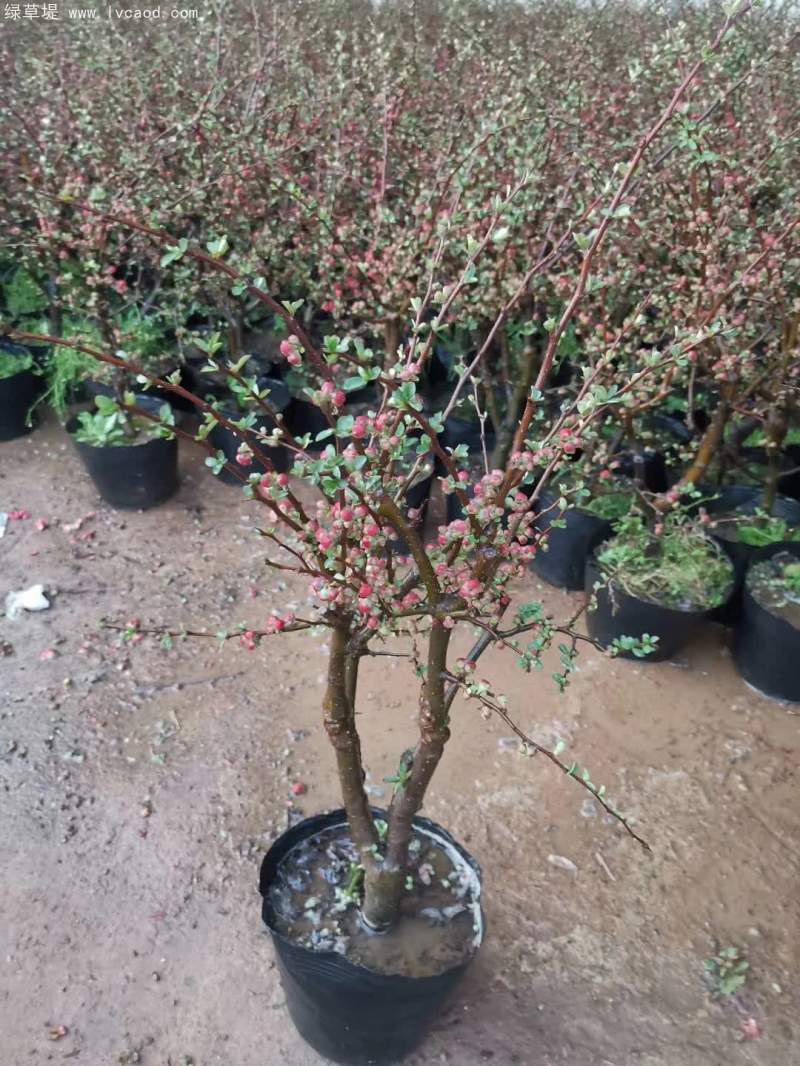 盆栽貼梗海棠