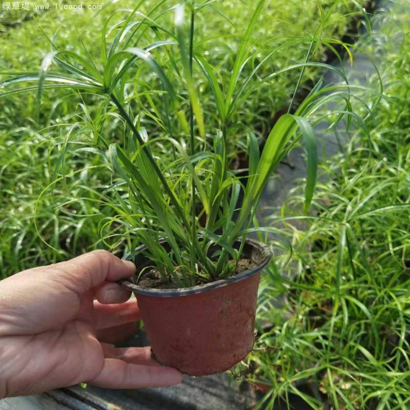 水竹杯苗盆栽