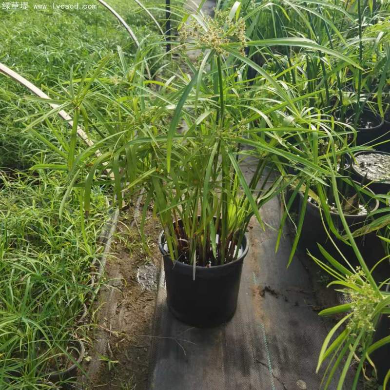 水竹杯苗盆栽