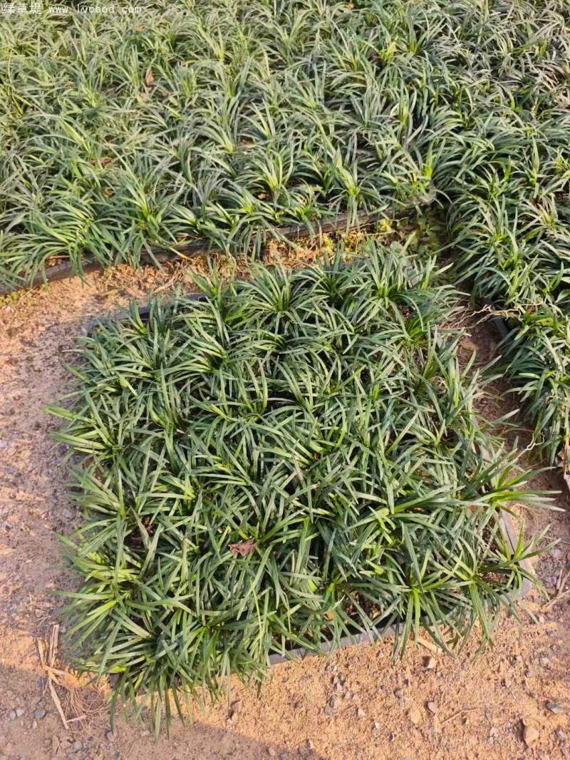 玉龍草