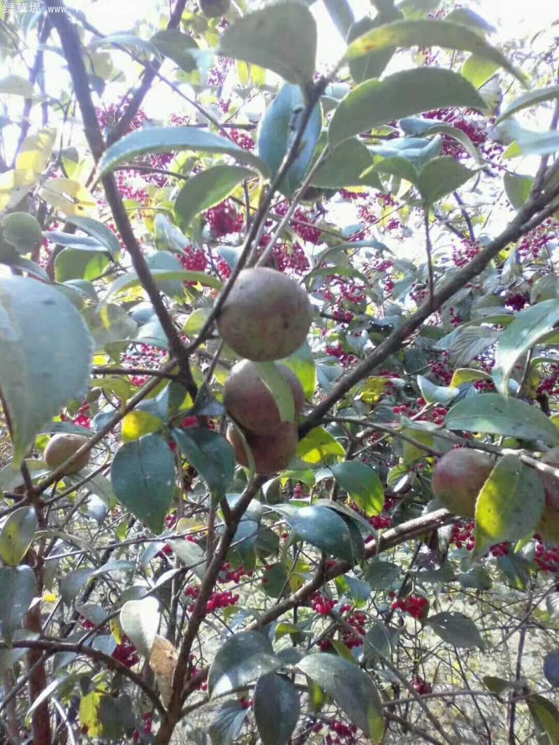油茶