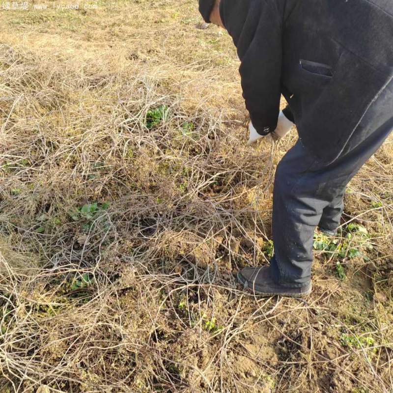爬山虎苗 爬山虎苗