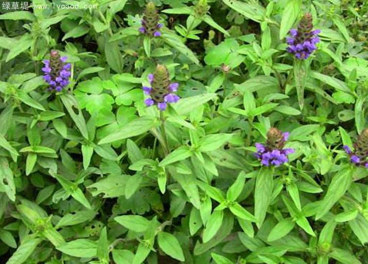 夏枯草 夏枯草