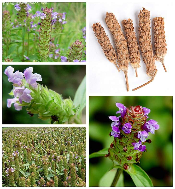 夏枯草 夏枯草