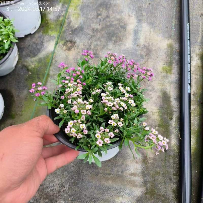 香雪球
