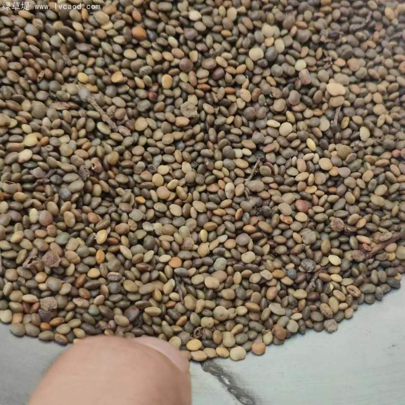 鹽膚木種子